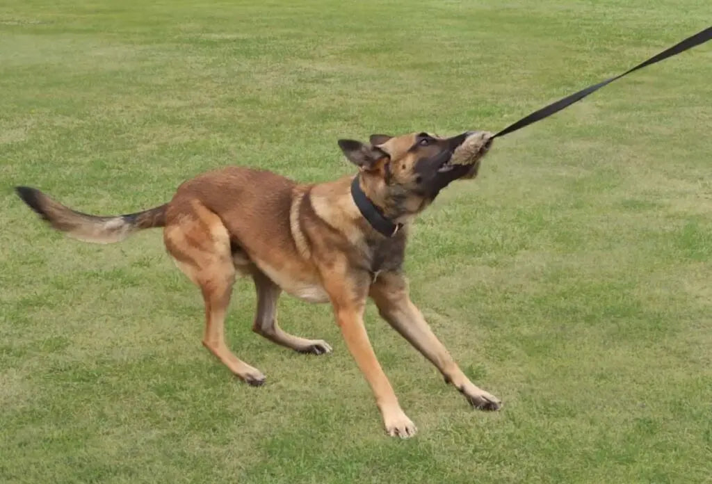 Dingo Draleke «Kanin» Med 150cm Snor